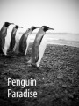 Macquarie Island - Paradise for Penguins